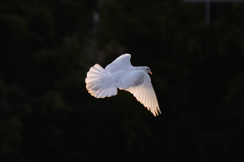 A white dove in flight, symbolizing peace and harmony